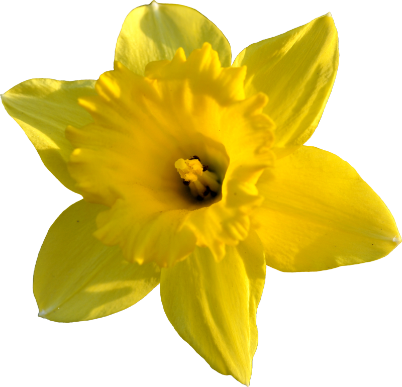 daffodil_stock_by_pomprint-d4tvkqn