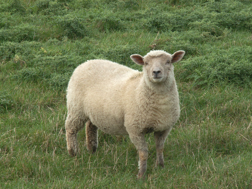 Sheep0007